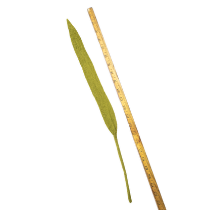 Felt Long Leaf